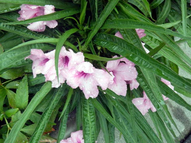 Ruellia brittonia