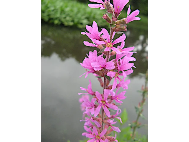 Lythrum salicaria