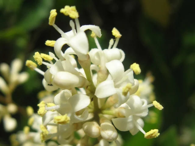 Chinese privet