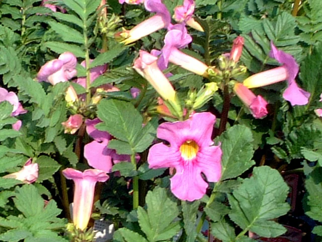 CJrAEfoCiIncarvillea delavayij