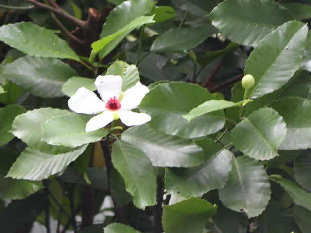 Dillenia philippinensis