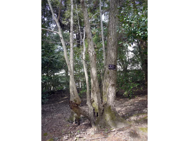 Cercidiphyllum japonicum