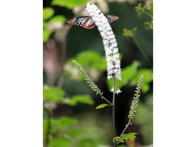 Cimicifuga simplex