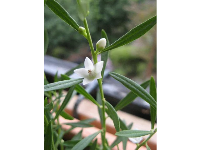 克羅威花