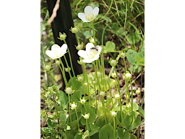 marsh grass of Parnassus