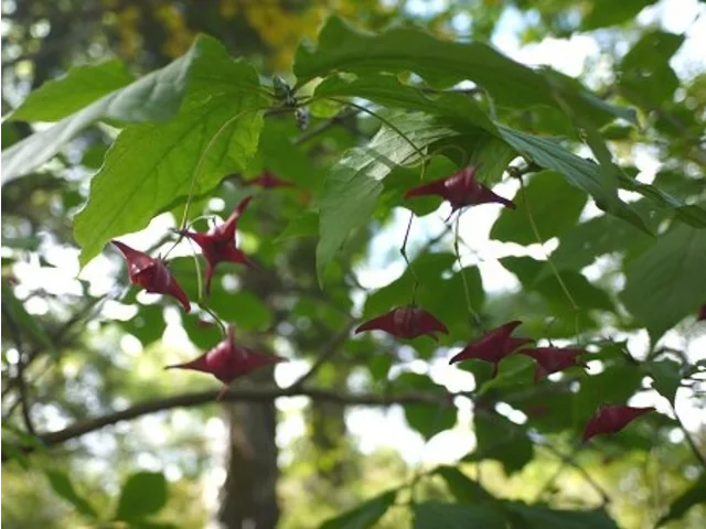 Euonymus macropterus
