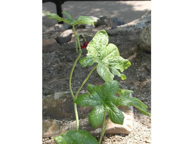 Podophyllum pleianthum