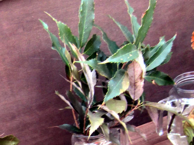Quercus salicina