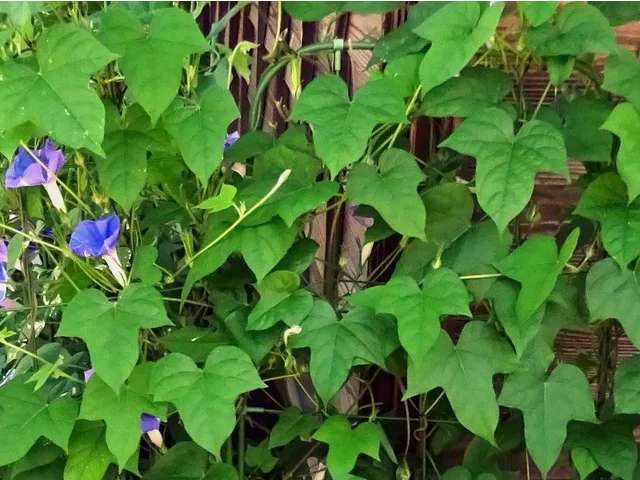 変化朝顔 '青常葉青丸咲'