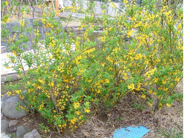 Forsythia suspensa