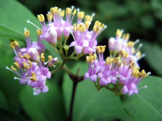Callicarpa japonica