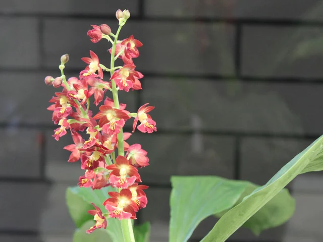 Ebine 'Orihime'
