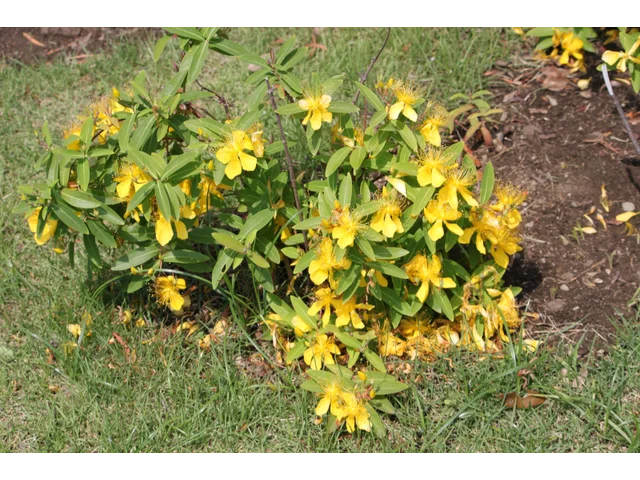 Hypericum monogynum