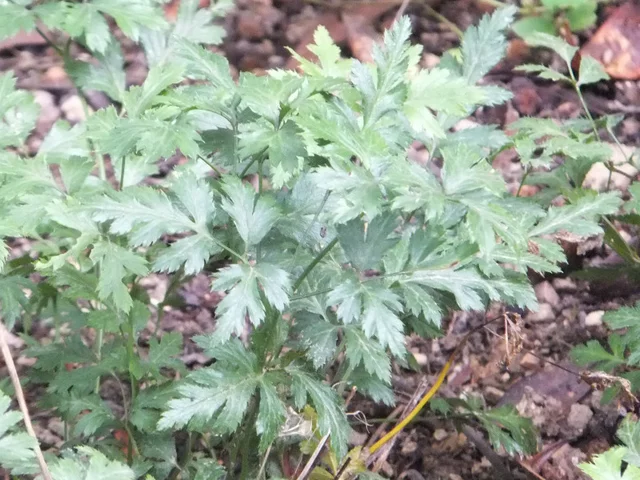 深裂黄連