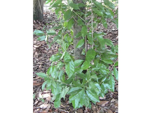 Lithocarpus glaber