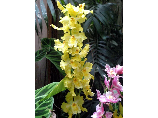 Odontoglossum