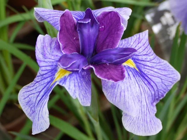 花菖蒲 ’千歳’