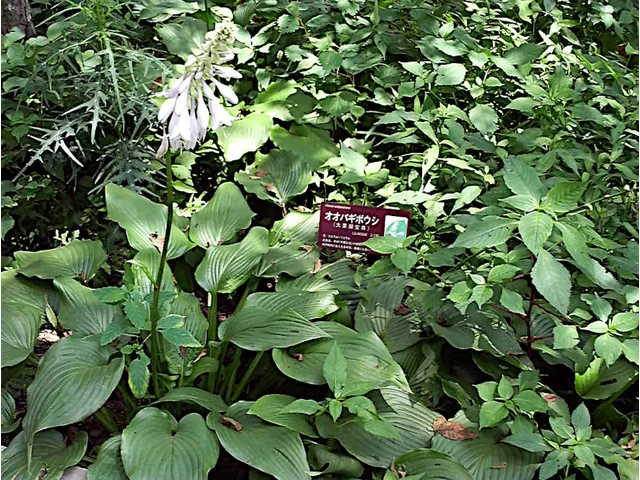 Hosta sieboldiana