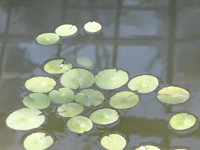 Tropical Waterlily 'Nymphaea White Colorata'