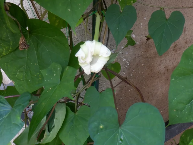 月光花