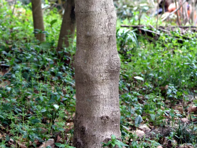 Acer diabolicum
