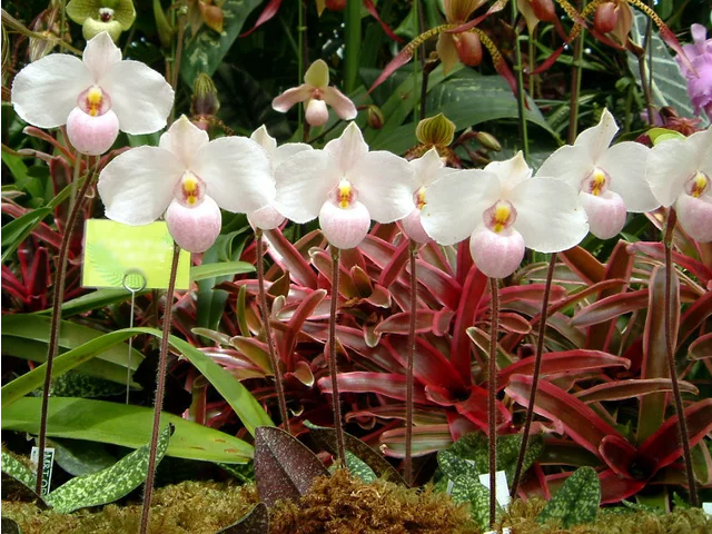 Paphiopedilum derenati
