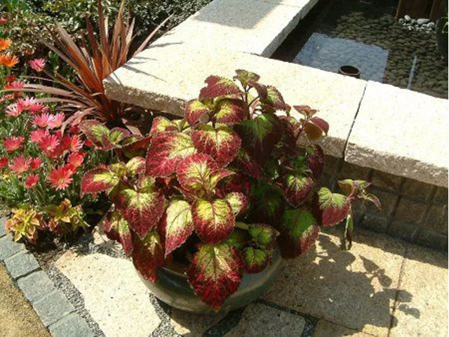 Coleus