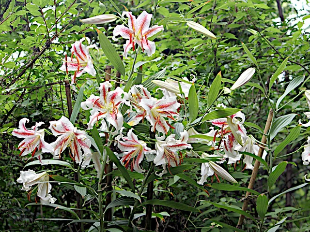 紅筋天香百合