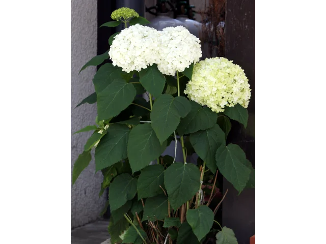 西洋紫陽花 アナベル