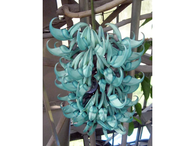 Jade vine