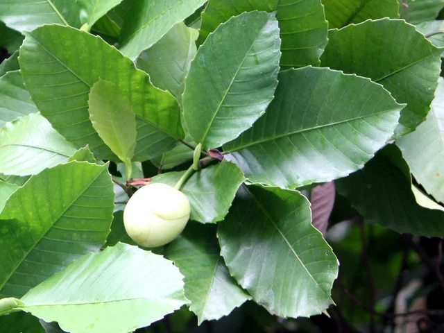 Dillenia philippinensis