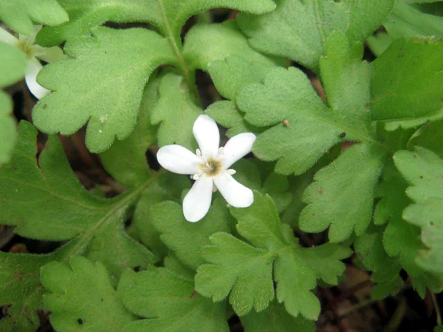 Ellisiophyllum pinnatum