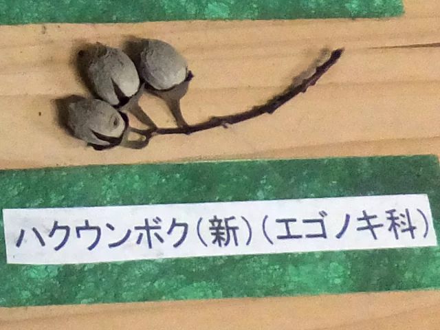 ハクウンボク