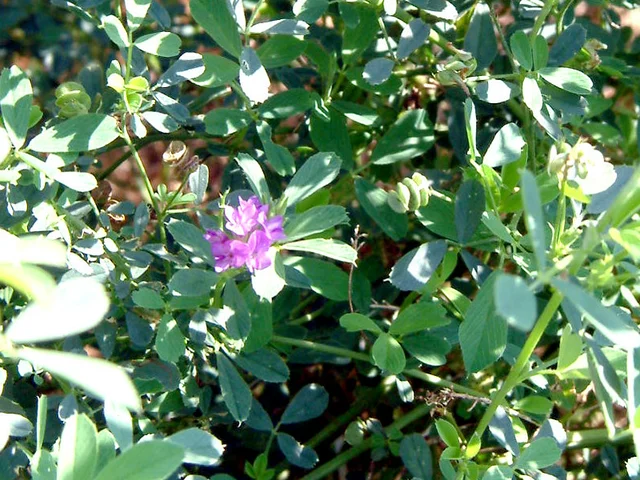 紫花苜蓿