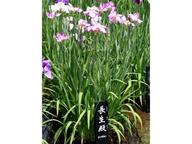 花菖蒲 ’長生殿'