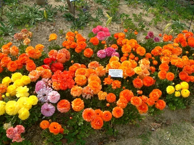 Persian buttercup