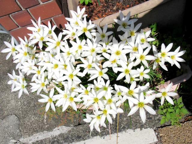Zephyranthus candida