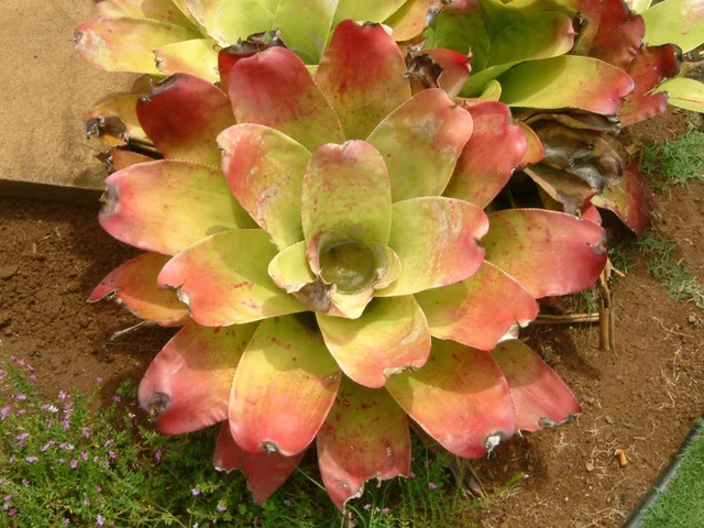 Guzmania hybrids