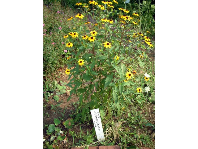 三裂叶金光菊
