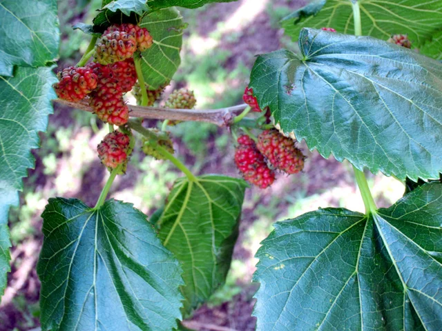 Mulberry
