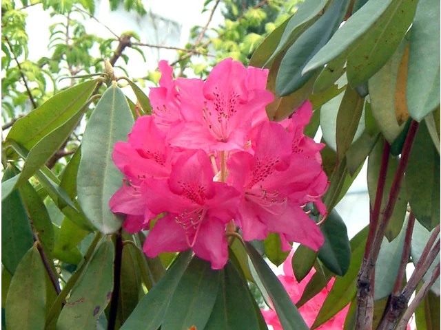 Rhododendron ‘Taiyo’