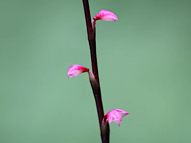 毛叶红珠七