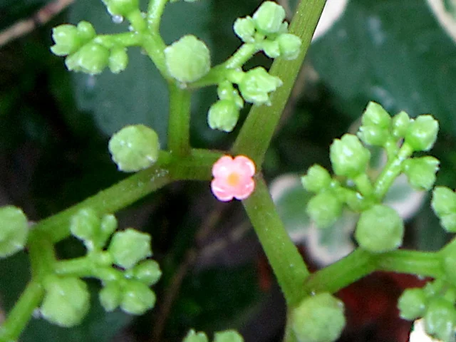 烏蘞莓