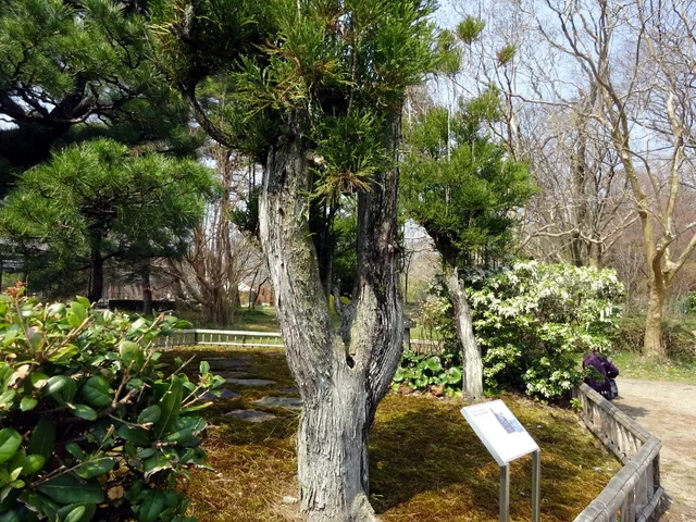 Kitayama sugi