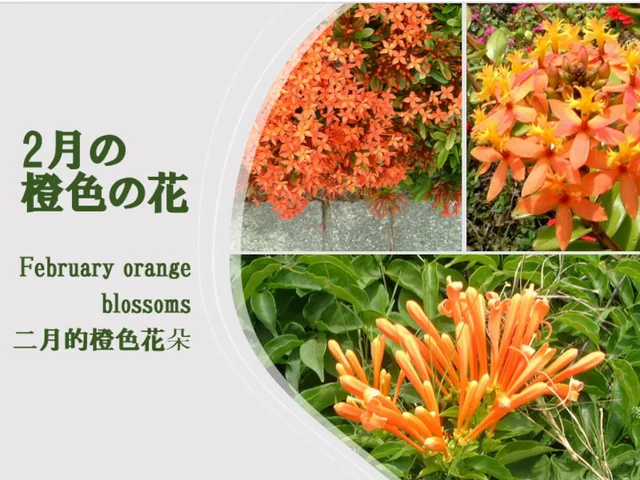 Ixora coccinea