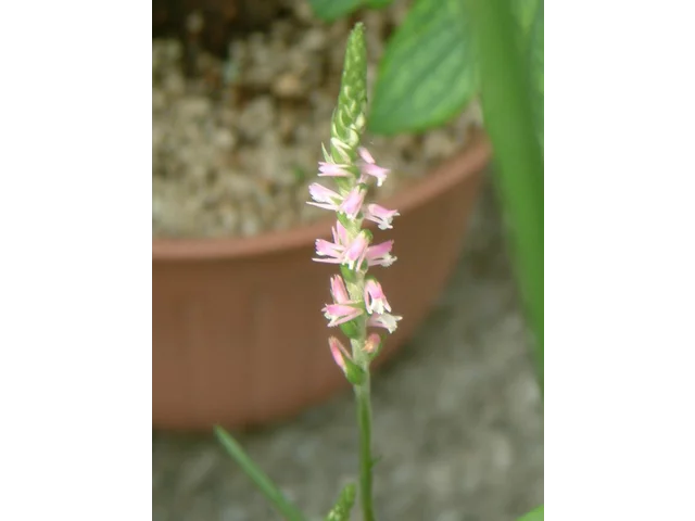 Spiranthes sinensis