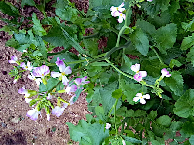 Japanese radish