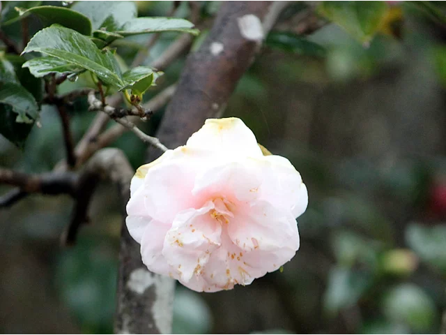 Camellia miura-otome