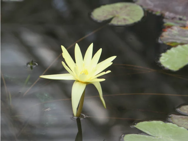 熱帯睡蓮 'エルドラド'