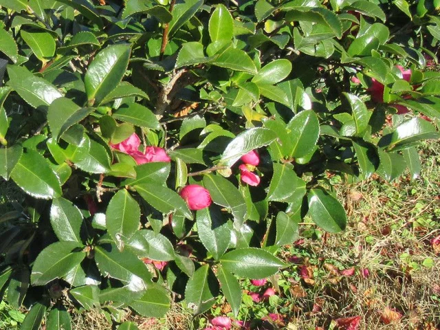山茶花 '獅子頭'